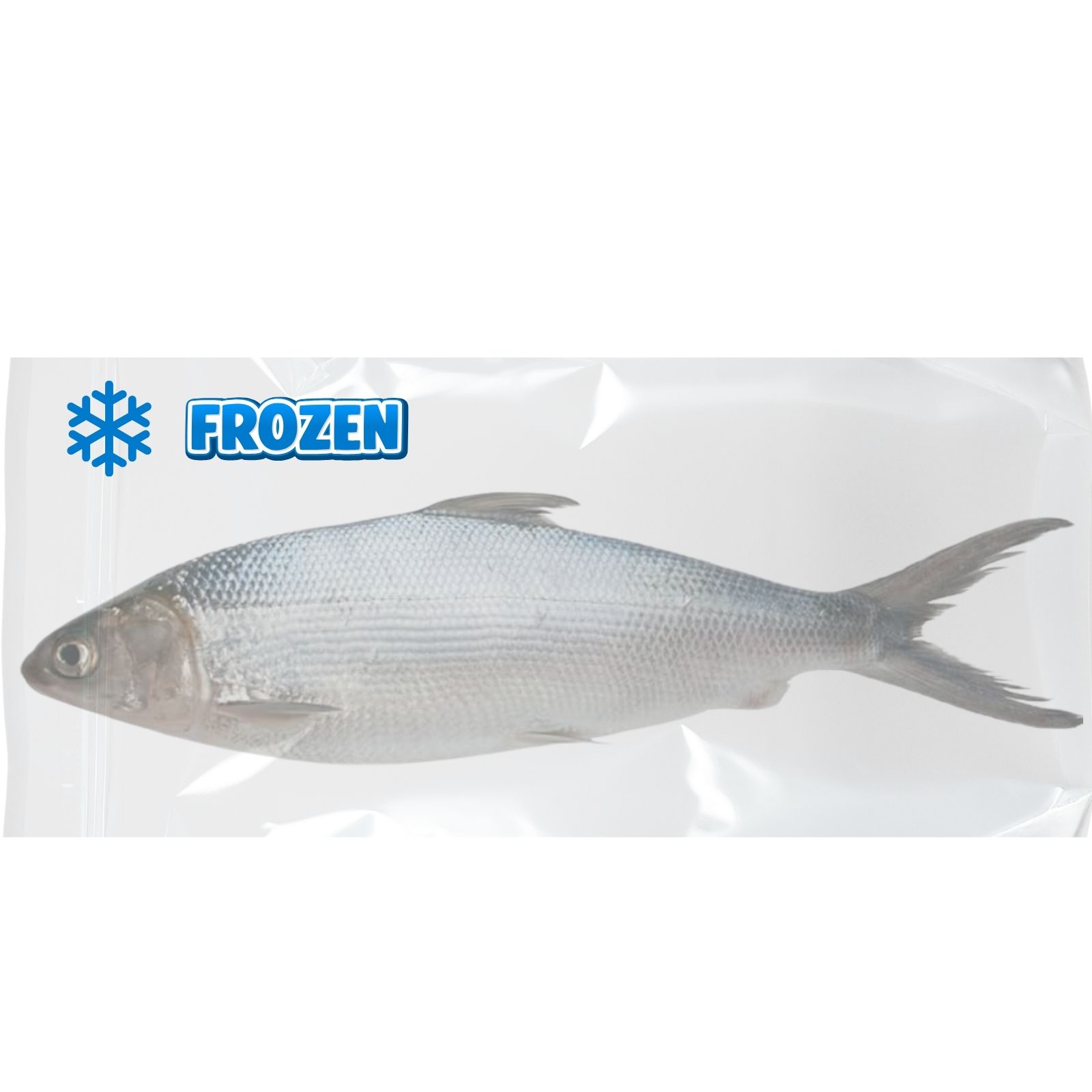 Celá mliečna ryba Mliečna ryba Bangus Milkfish 500–800 g